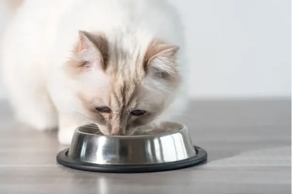 Полнорационный сухой корм  для стерилизованных кошек с цыпленком  Sterilized cat chicken 